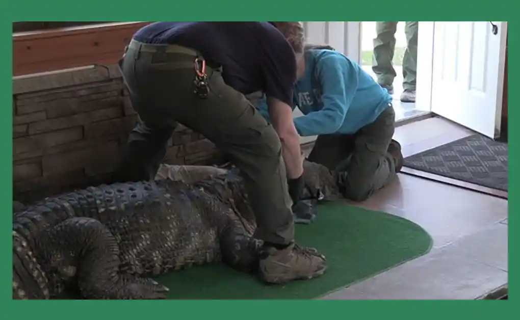Pet Alligator Seized: New York Man Fights to Reclaim His Beloved Alligator After 30 Years 3 Removing Albert the Alligator from home