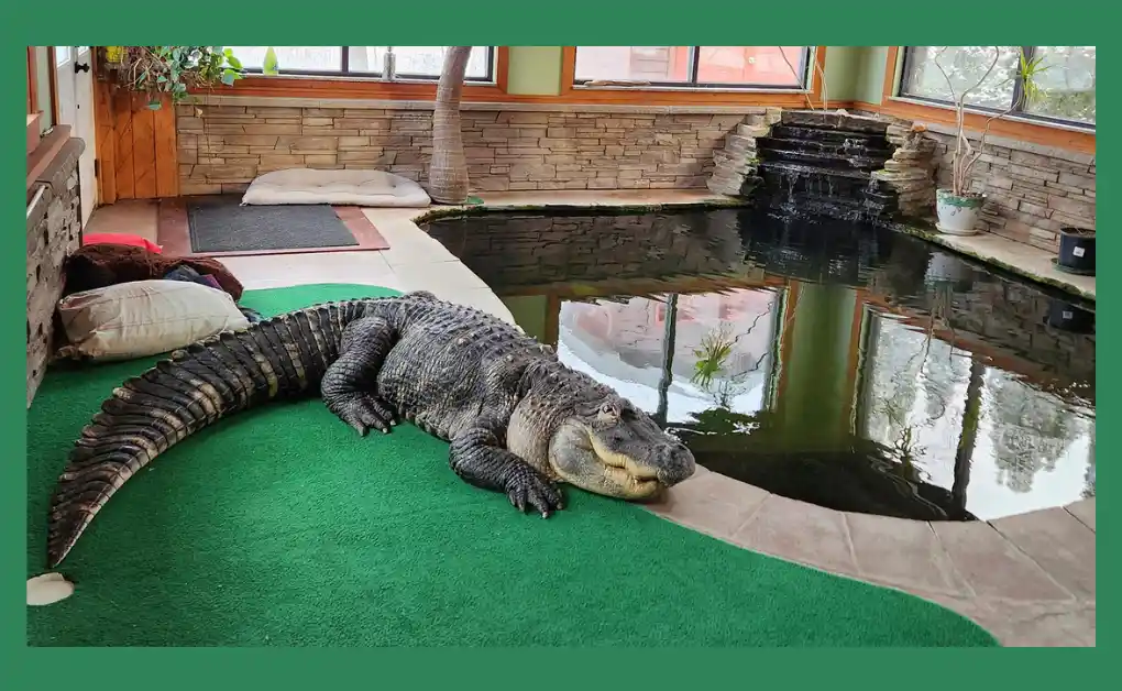 Pet Alligator Seized: New York Man Fights to Reclaim His Beloved Alligator After 30 Years 2 Albert the Alligator